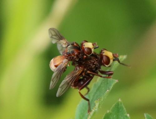 Réf. 236 354 : Sicus sp.